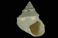 玉珠銀鐘螺藏品圖，第4張
